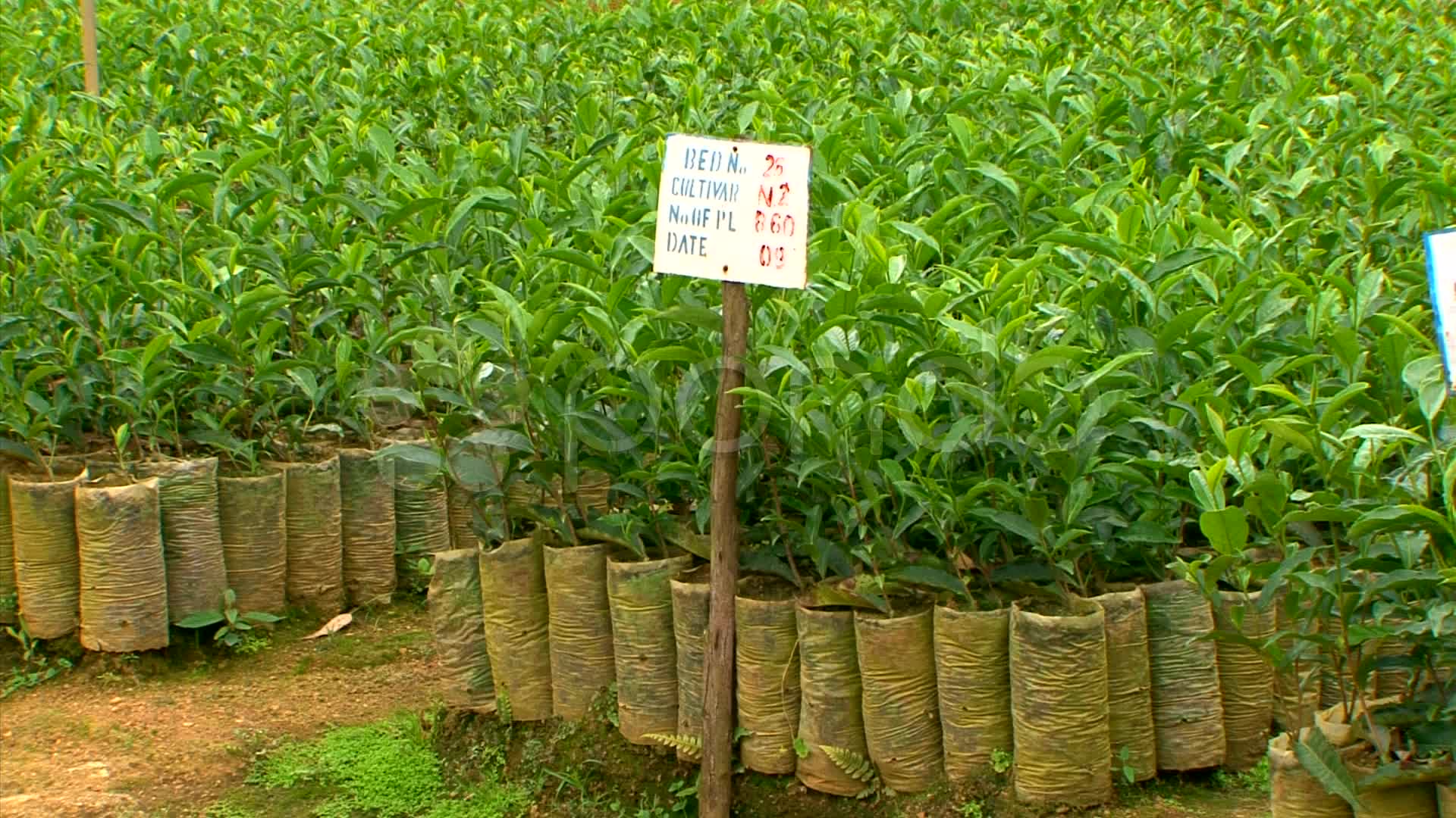 Organic Tea Farming
