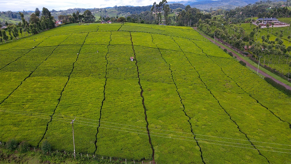 Tea Processing