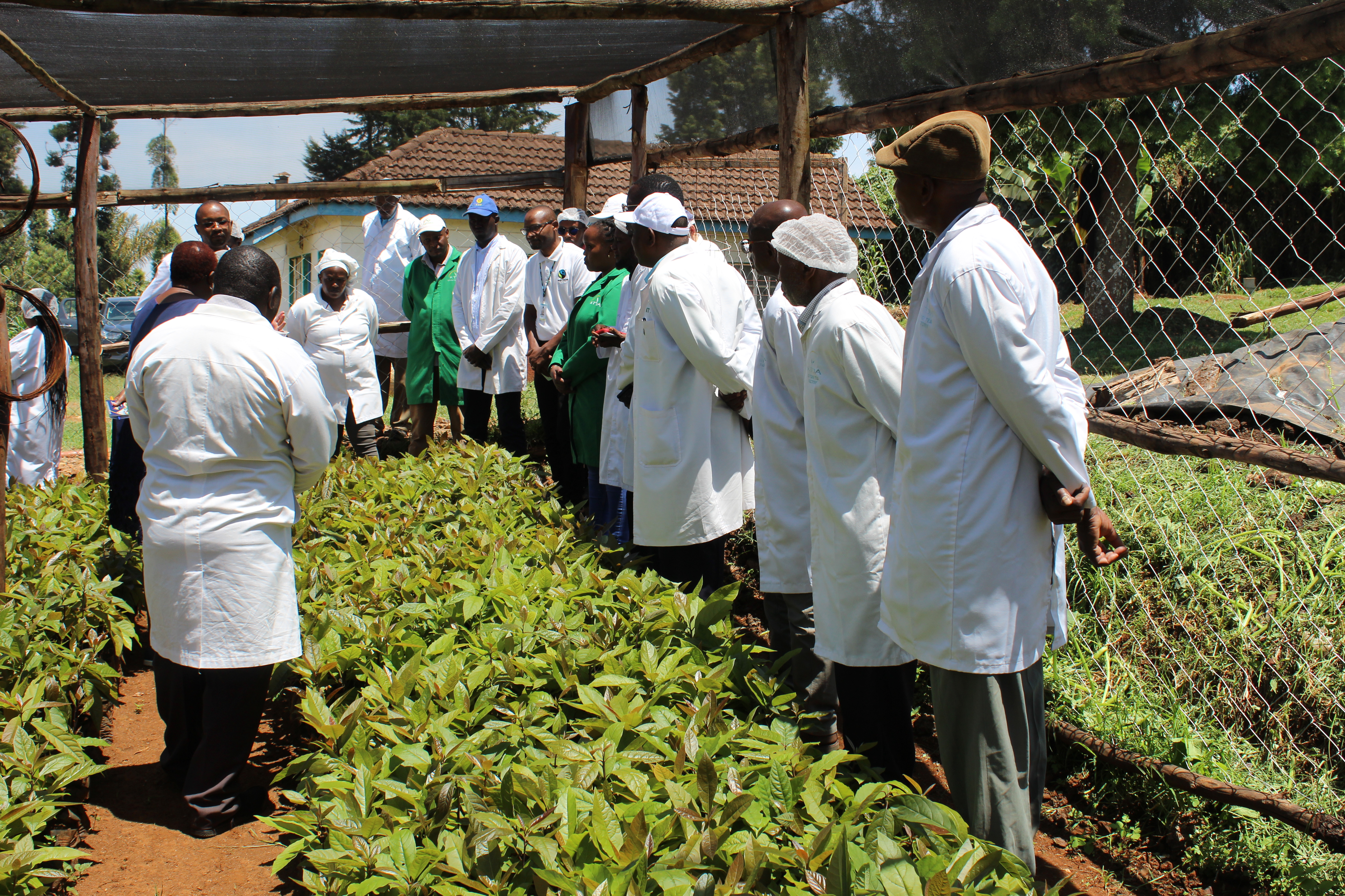 Tea Seedling Program