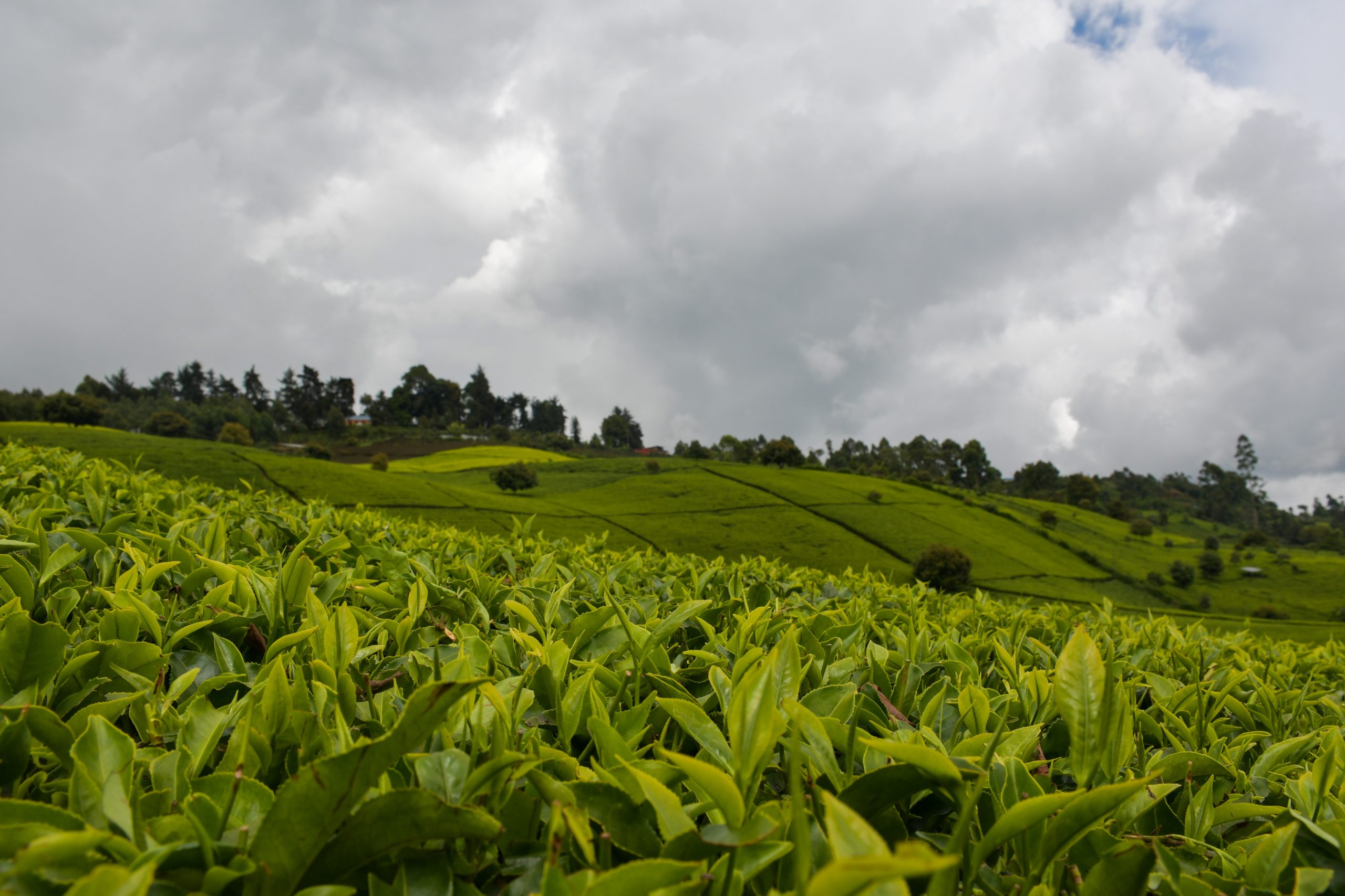Organic Farming