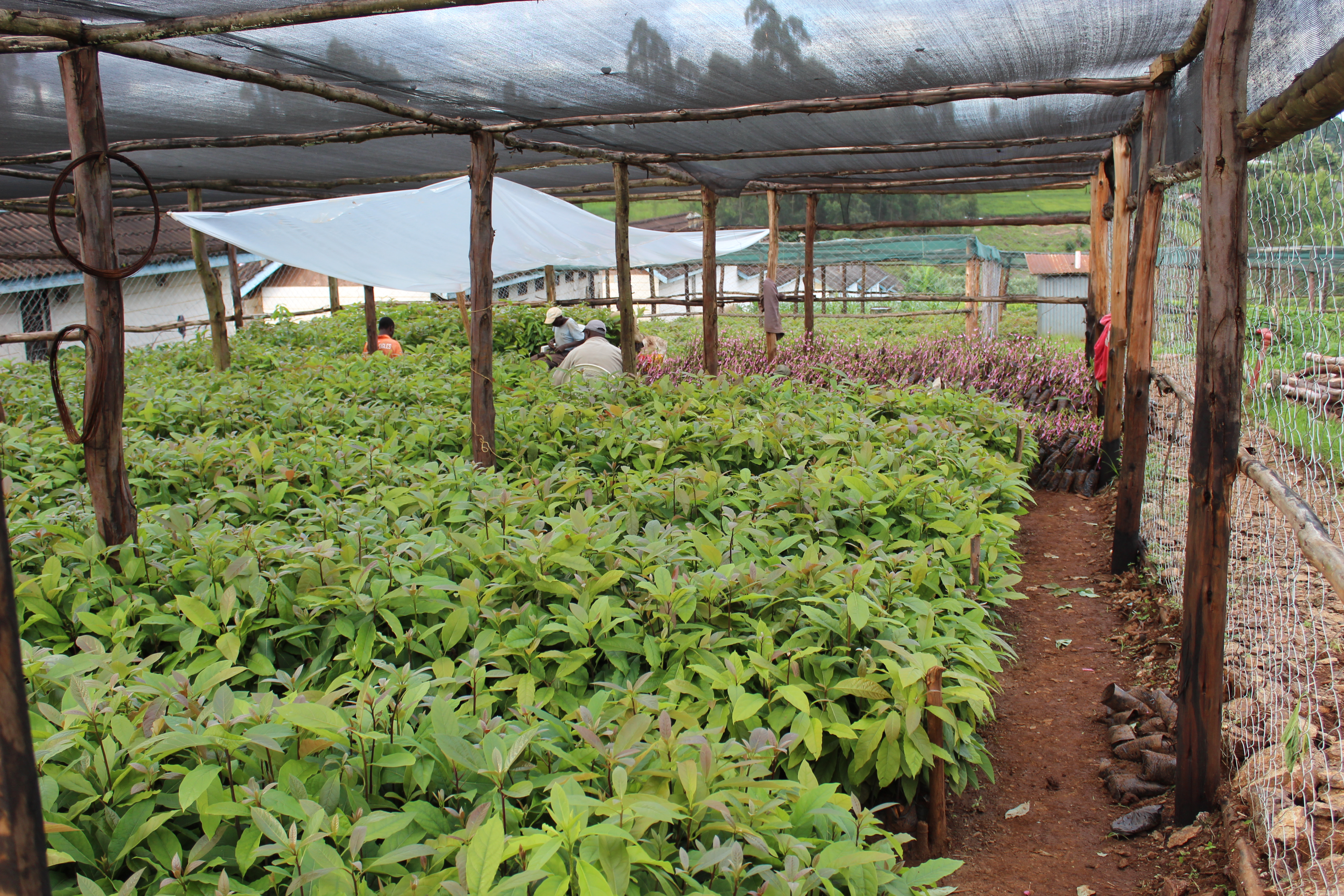 Tea Farming